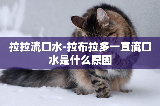 拉拉流口水-拉布拉多一直流口水是什么原因