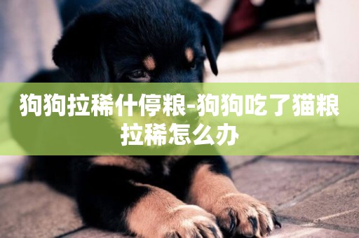 狗狗拉稀什停糧-狗狗吃了貓糧拉稀怎么辦