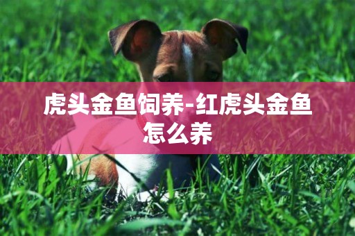虎頭金魚飼養-紅虎頭金魚怎么養