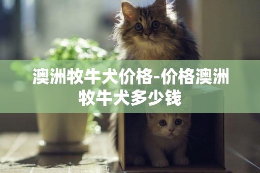 澳洲牧牛犬價格-價格澳洲牧牛犬多少錢
