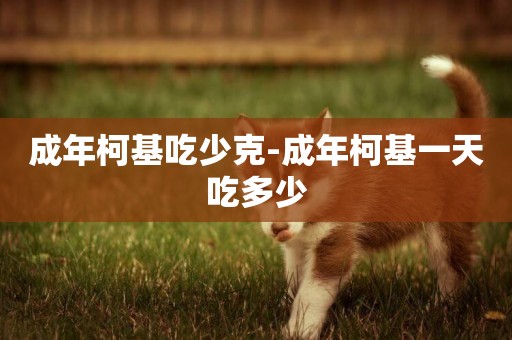 成年柯基吃少克-成年柯基一天吃多少