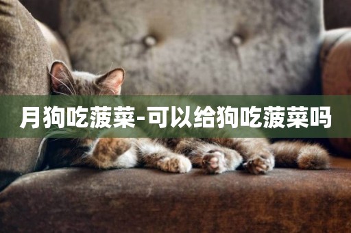 月狗吃菠菜-可以給狗吃菠菜嗎