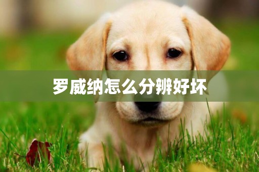 羅威納怎么分辨好壞
