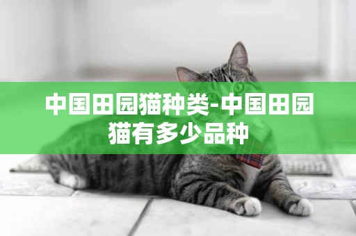 中國田園貓種類-中國田園貓有多少品種