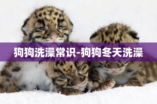狗狗洗澡常識-狗狗冬天洗澡