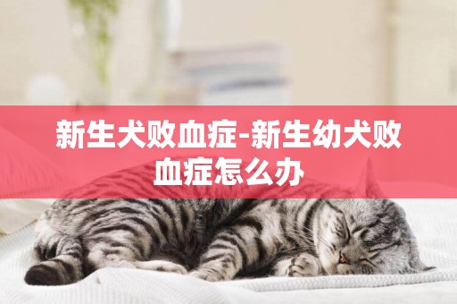 新生犬敗血癥-新生幼犬敗血癥怎么辦