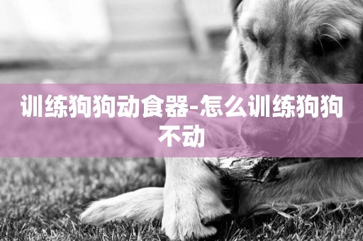 訓練狗狗動食器-怎么訓練狗狗不動