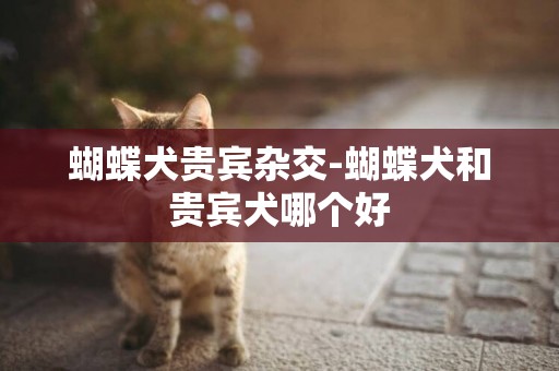 蝴蝶犬貴賓雜交-蝴蝶犬和貴賓犬哪個好
