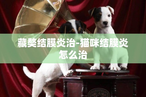 藏獒結膜炎治-貓咪結膜炎怎么治