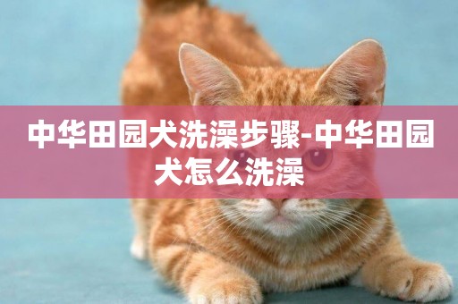 中華田園犬洗澡步驟-中華田園犬怎么洗澡