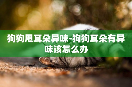 狗狗甩耳朵異味-狗狗耳朵有異味該怎么辦