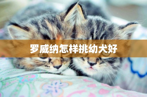 羅威納怎樣挑幼犬好