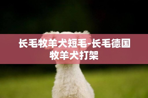 長毛牧羊犬短毛-長毛德國牧羊犬打架