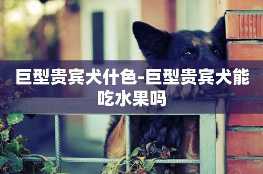 巨型貴賓犬什色-巨型貴賓犬能吃水果嗎