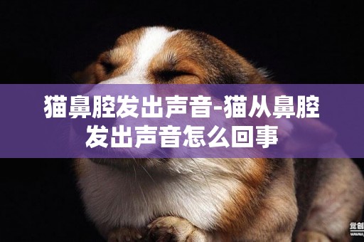 貓鼻腔發出聲音-貓從鼻腔發出聲音怎么回事
