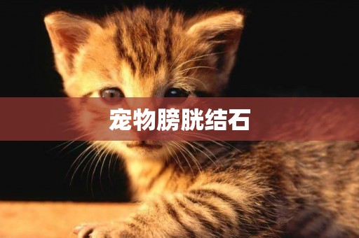 寵物膀胱結石
