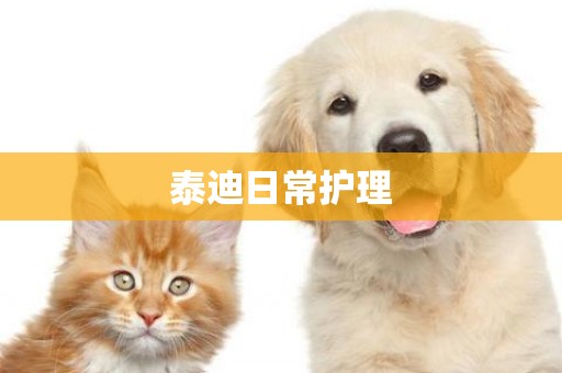 泰迪日常護理