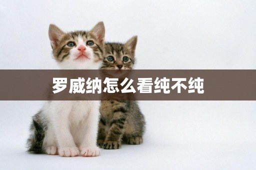 羅威納怎么看純不純