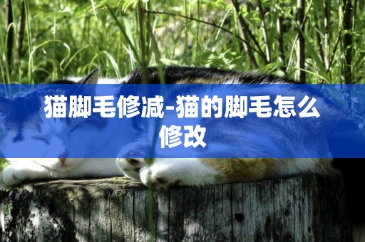 貓腳毛修減-貓的腳毛怎么修改