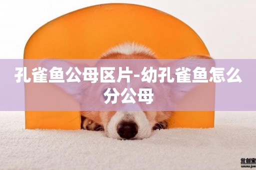 孔雀魚公母區片-幼孔雀魚怎么分公母