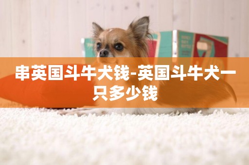 串英國斗牛犬錢-英國斗牛犬一只多少錢