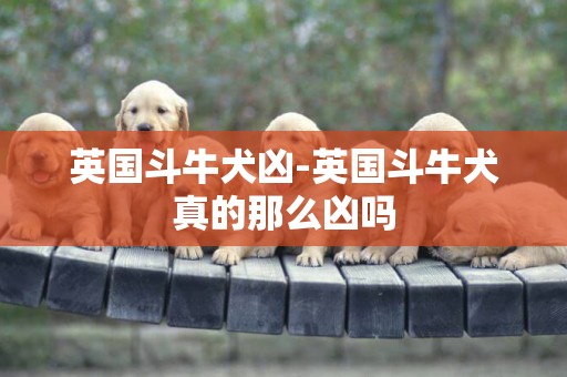 英國斗牛犬兇-英國斗牛犬真的那么兇嗎