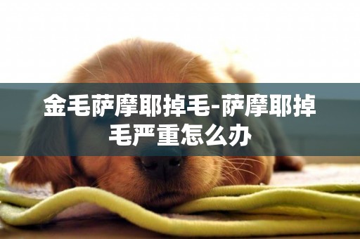 金毛薩摩耶掉毛-薩摩耶掉毛嚴重怎么辦