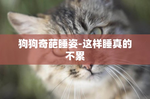 狗狗奇葩睡姿-這樣睡真的不累