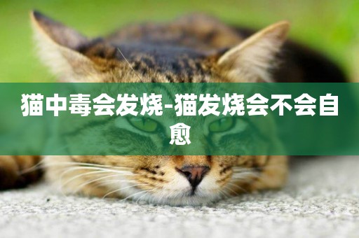 貓中毒會發燒-貓發燒會不會自愈