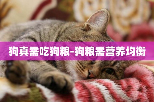 狗真需吃狗糧-狗糧需營養均衡