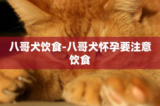 八哥犬飲食-八哥犬懷孕要注意飲食