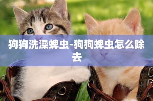狗狗洗澡蜱蟲-狗狗蜱蟲怎么除去
