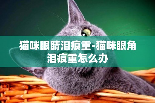 貓咪眼睛淚痕重-貓咪眼角淚痕重怎么辦