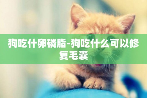 狗吃什卵磷脂-狗吃什么可以修復毛囊