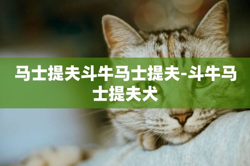 馬士提夫斗牛馬士提夫-斗牛馬士提夫犬