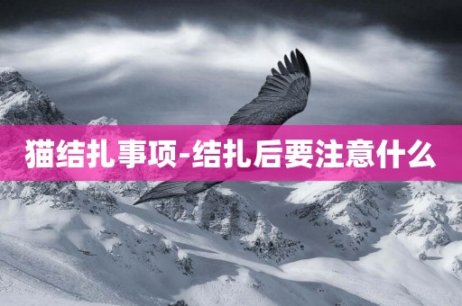 貓結扎事項-結扎后要注意什么