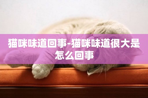 貓咪味道回事-貓咪味道很大是怎么回事