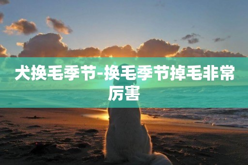 犬換毛季節-換毛季節掉毛非常厲害
