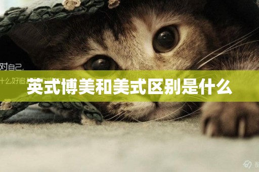 英式博美和美式區別是什么