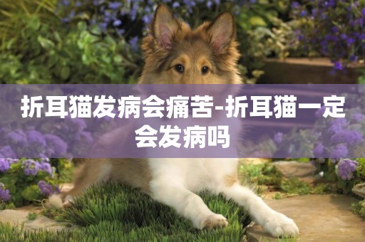 折耳貓發病會痛苦-折耳貓一定會發病嗎