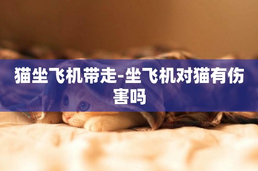 貓坐飛機帶走-坐飛機對貓有傷害嗎