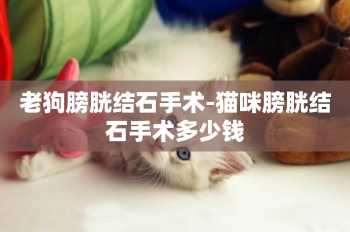 老狗膀胱結石手術-貓咪膀胱結石手術多少錢