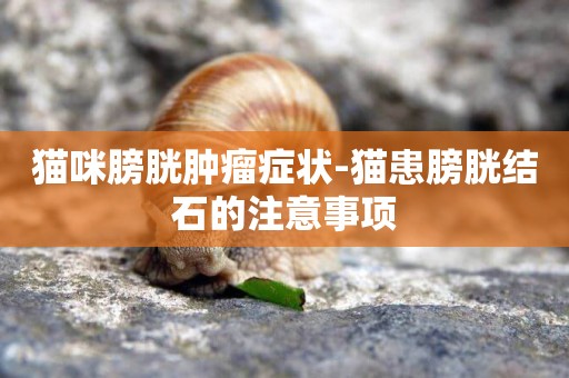 貓咪膀胱腫瘤癥狀-貓患膀胱結石的注意事項