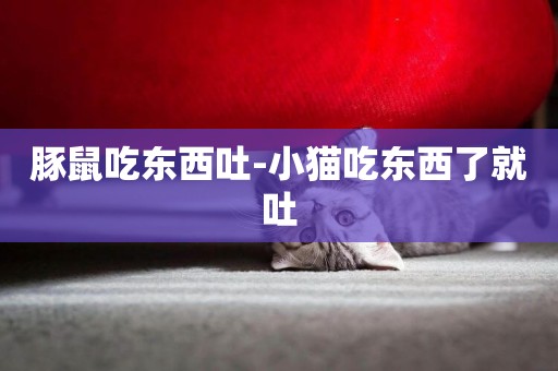 豚鼠吃東西吐-小貓吃東西了就吐