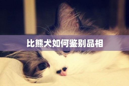 比熊犬如何鑒別品相