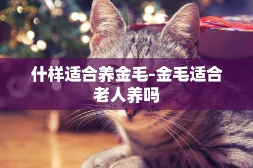 什樣適合養金毛-金毛適合老人養嗎
