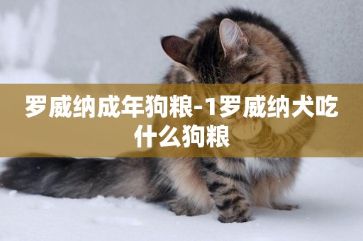 羅威納成年狗糧-1羅威納犬吃什么狗糧