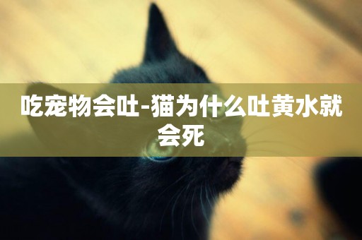 吃寵物會吐-貓為什么吐黃水就會死