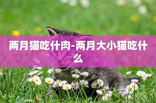兩月貓吃什肉-兩月大小貓吃什么