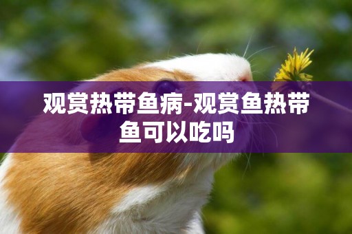 觀賞熱帶魚病-觀賞魚熱帶魚可以吃嗎
